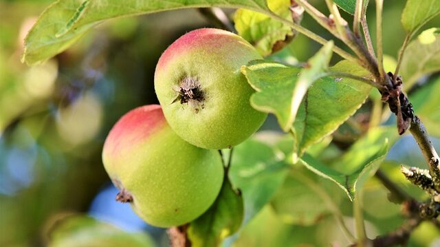 Gratis sier- en fruitbomen af te halen bij De Schalmei