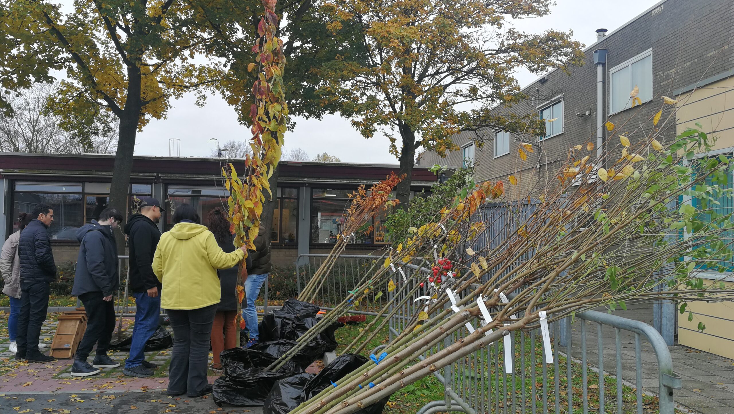 Nieuwe boompjes in de tuinen van Neerbosch-Oost