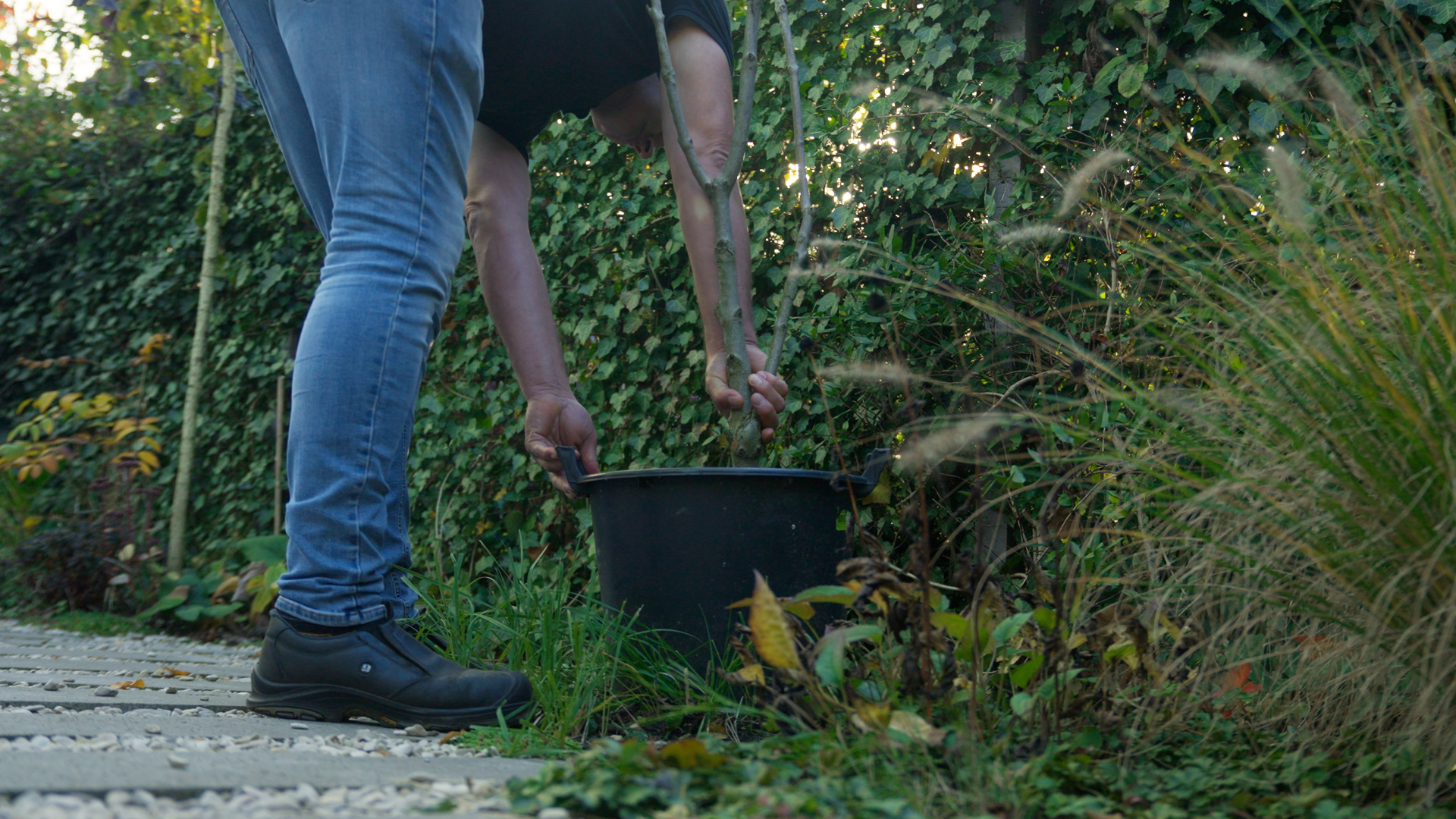 Gratis boompjes op te halen bij De Schalmei