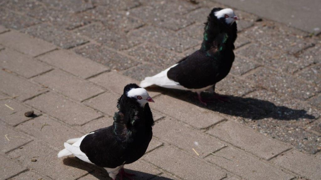 Dier van de maand: De Kapucijner Duif