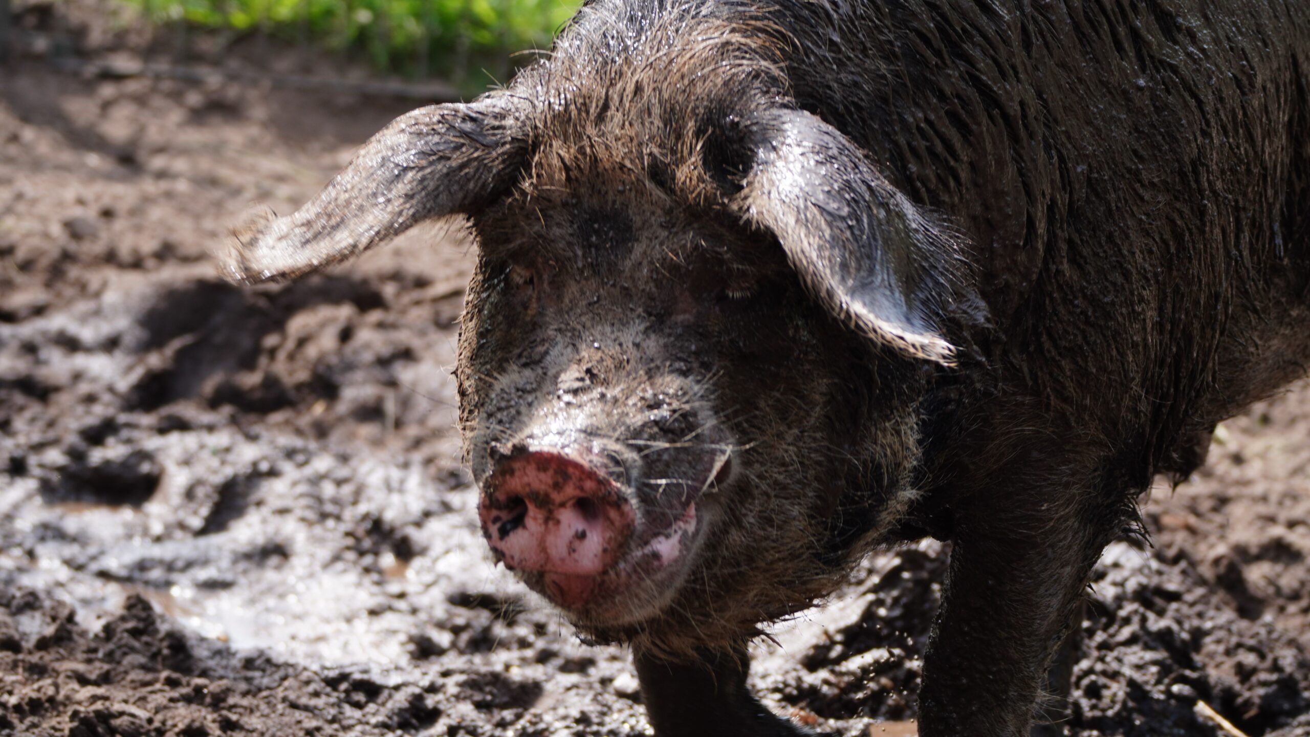 Dier van de maand: de Bonte Bentheimers van Kinderboerderij ‘t Boerke