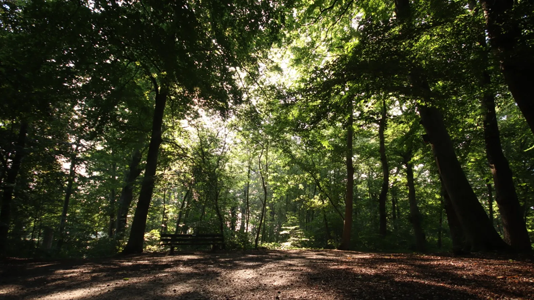 Pietoombos: een herinnering aan Neerbosch