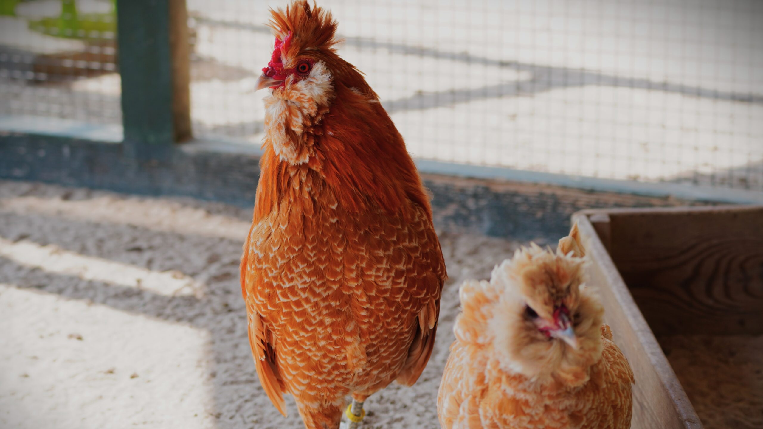 Dier van de maand: de Brabanter kip