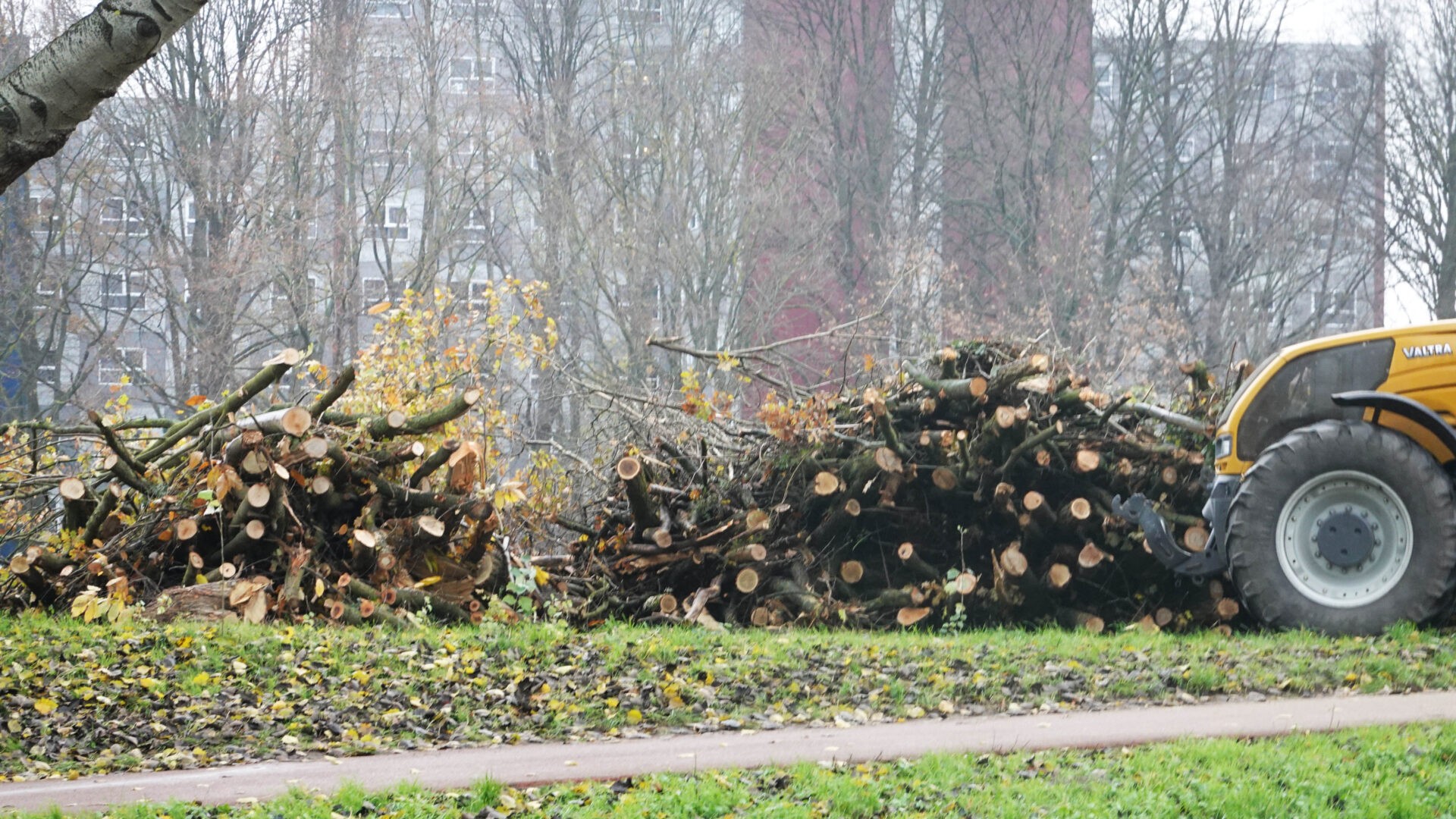 Bomenkap langs Maas-Waalkanaal