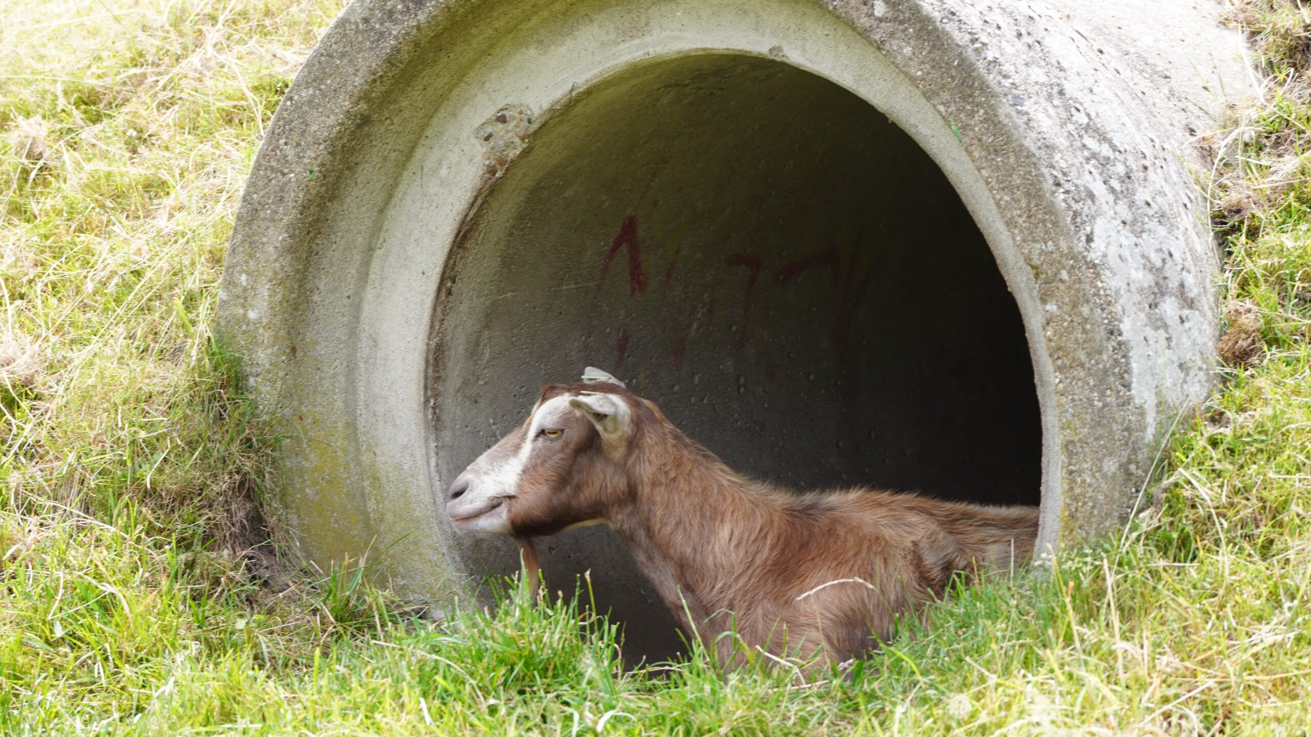 Dier van de maand: Toggenburgers