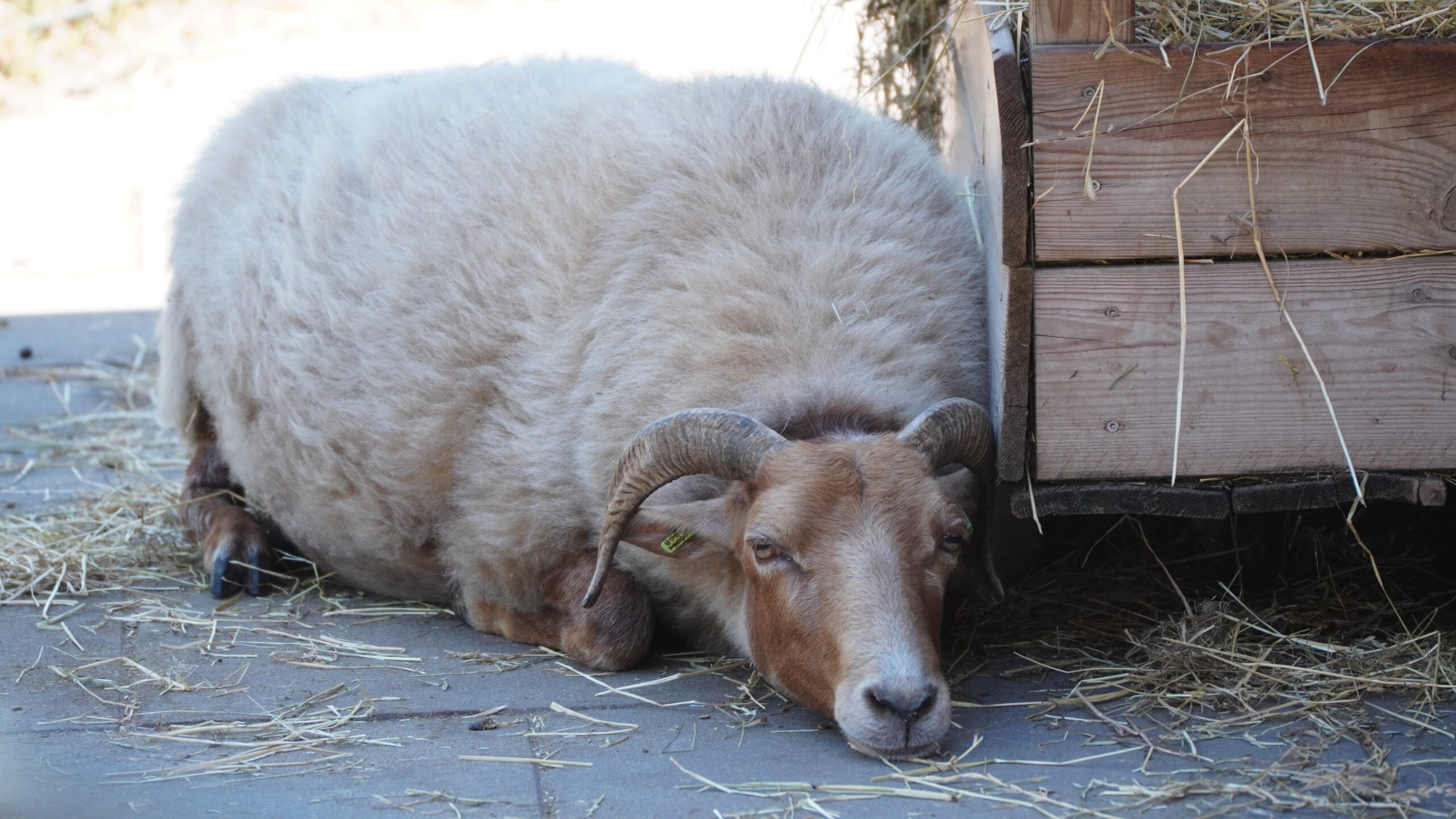 HITTEPROTOCOL OP KINDERBOERDERIJ ‘T BOERKE